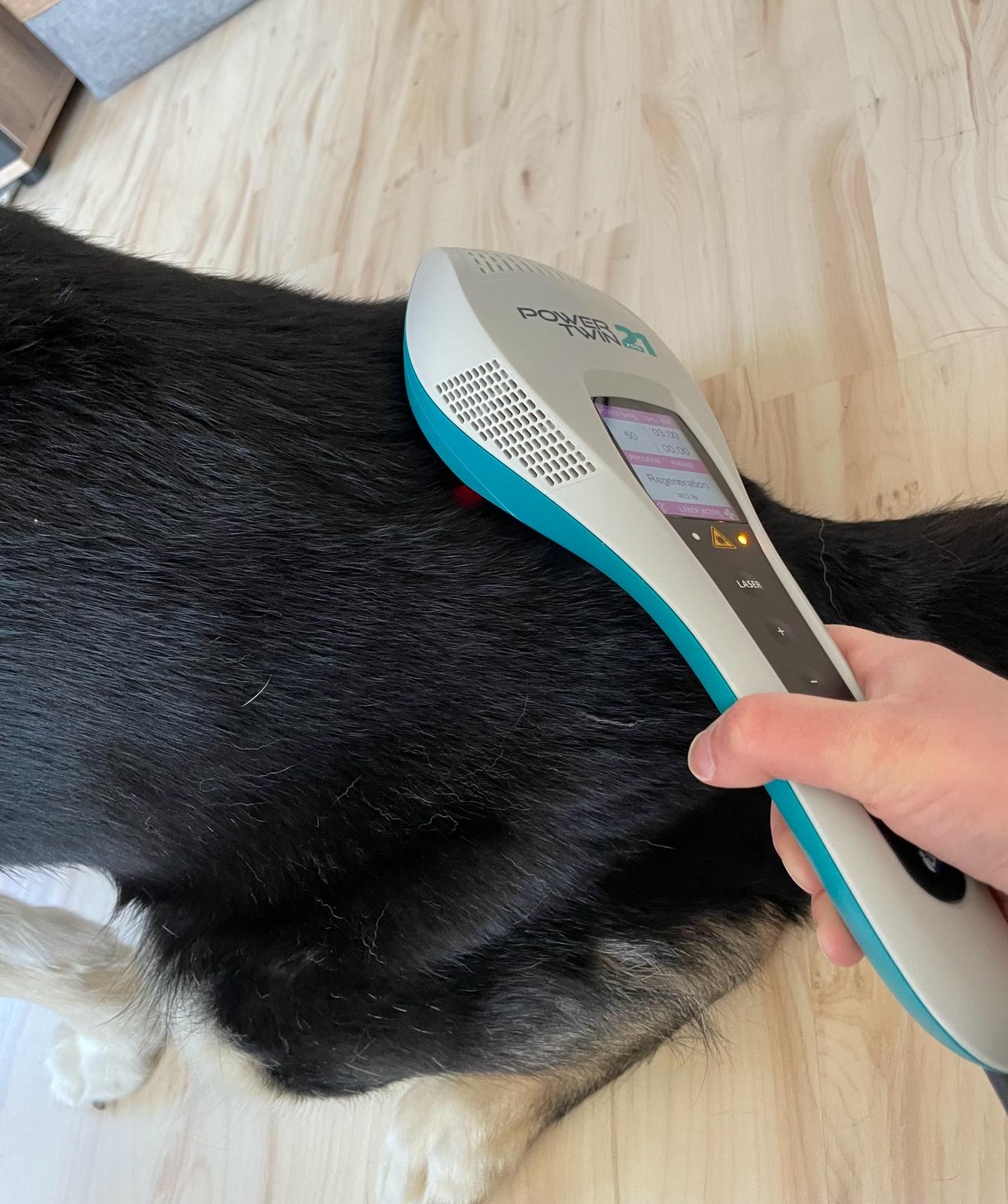 Lasertherapie am Hund