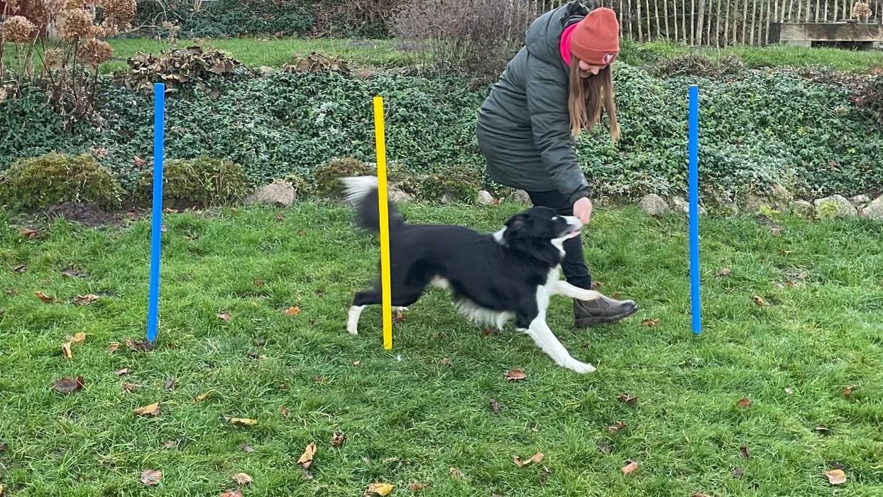 Hunde & Katzen